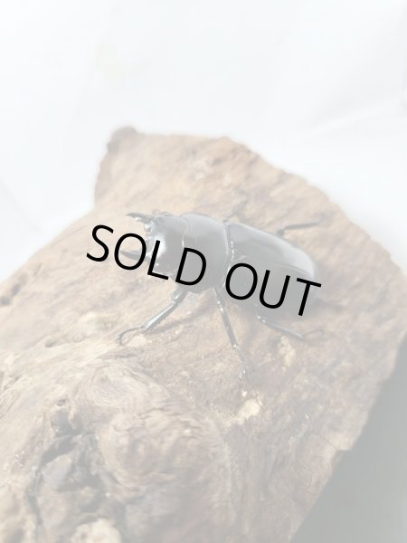 画像4: 新成虫☆Dibang Valley産☆ウエストウッディ オオシカクワガタ♂80ミリ♀47ミリペア販売！！ (4)