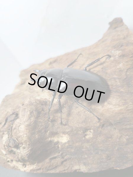 画像4: 新成虫☆Dibang Valley産☆ウエストウッディ オオシカクワガタ♂ーA´89.6ミリ♀48ミリペア販売!! (4)