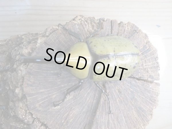 画像2: 新成虫☆ヒルスシロカブト♂72ミリ♀49ミリペア販売!! (2)