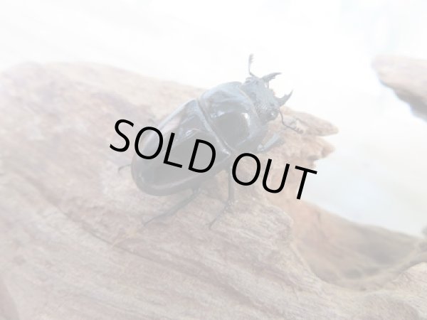 画像4: 人気種！！新成虫☆レニノコギリクワガタ（♂レッド・ブラックタイプ♀紋入り）♂55ミリ♀フリーサイズ別血統ペア販売！！ (4)