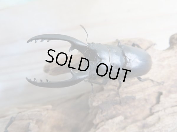 画像2: 人気種！！新成虫☆レニノコギリクワガタ（♂レッド・ブラックタイプ♀紋入り）♂55ミリ♀フリーサイズ別血統ペア販売！！ (2)