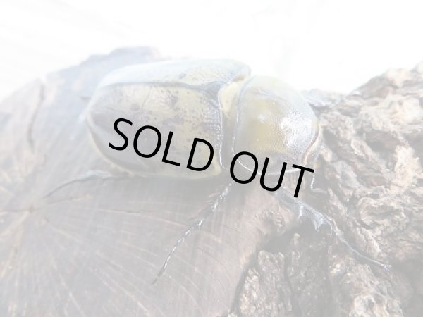 画像4: 新成虫☆ヒルスシロカブト♂72ミリ♀49ミリペア販売!! (4)