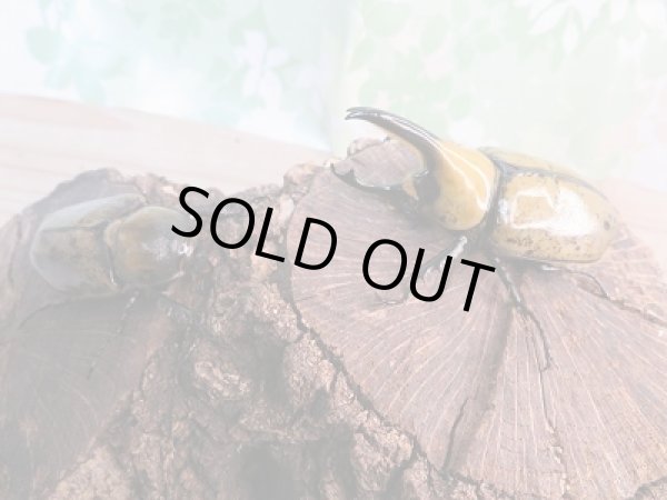 画像5: 新成虫☆ヒルスシロカブト♂72ミリ♀49ミリペア販売!! (5)