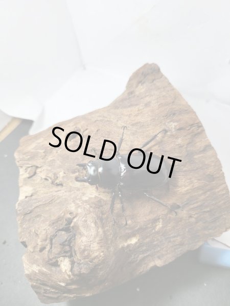 画像5: 新成虫☆Dibang Valley産☆ウエストウッディ オオシカクワガタ♂ーA´89.6ミリ♀48ミリペア販売!! (5)