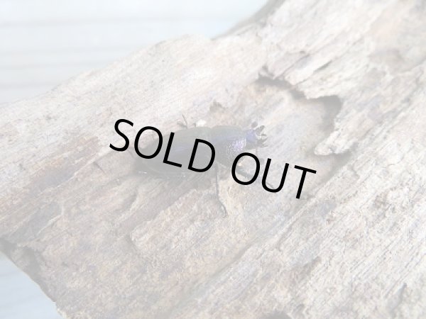 画像4: 新成虫☆パプアキンイロクワガタ（♂マジョーラ♀パープル）♂37ミリ♀フリーサイズペア販売！！ (4)