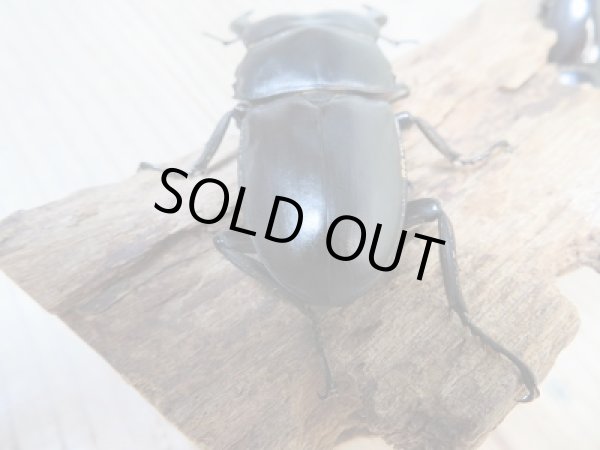 画像3: 新成虫☆RR☆シェンクリングオオクワガタ♂77ミリ♀41ミリペア販売！！ (3)