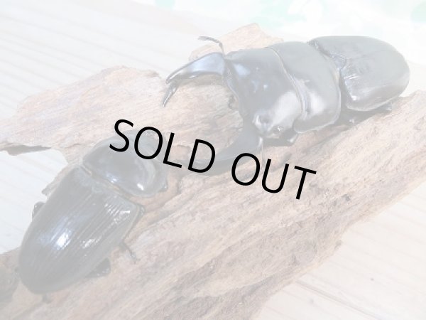 画像5: ☆F5☆極太！ホペイオオクワガタ♂74.5ミリ♀46ミリペア販売！！ (5)