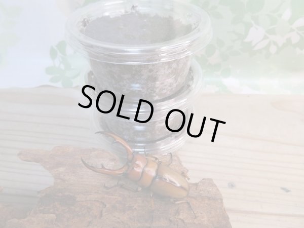 画像3: アスタコイデスノコギリクワガタ(亜種ブランカルディ)初二令幼虫3頭セット販売!! (3)