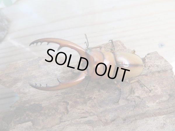 画像2: アスタコイデスノコギリクワガタ(亜種ブランカルディ)初二令幼虫3頭セット販売!! (2)