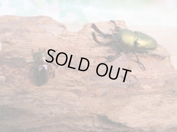 画像5: 新成虫☆パプアキンイロクワガタ（♂グリーン・パープル系♀レッド系）♂37ミリ♀フリーサイズペア販売！！ (5)