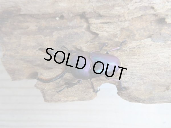 画像2: 新成虫☆パプアキンイロクワガタ（♂マジョーラ♀パープル）♂37ミリ♀フリーサイズペア販売！！ (2)