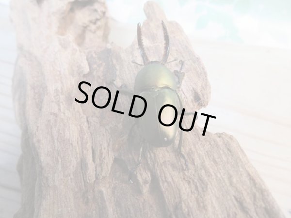 画像3: 新成虫☆パプアキンイロクワガタ（♂グリーン・パープル系♀レッド系）♂37ミリ♀フリーサイズペア販売！！ (3)