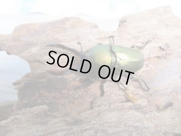 画像2: 新成虫☆パプアキンイロクワガタ（♂グリーン・パープル系♀レッド系）♂37ミリ♀フリーサイズペア販売！！ (2)