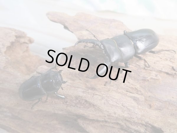 画像5: ☆F7☆チョウセンヒラタクワガタ（亜種アカホリ）♂47.5ミリ♀フリーサイズペア販売！！ (5)