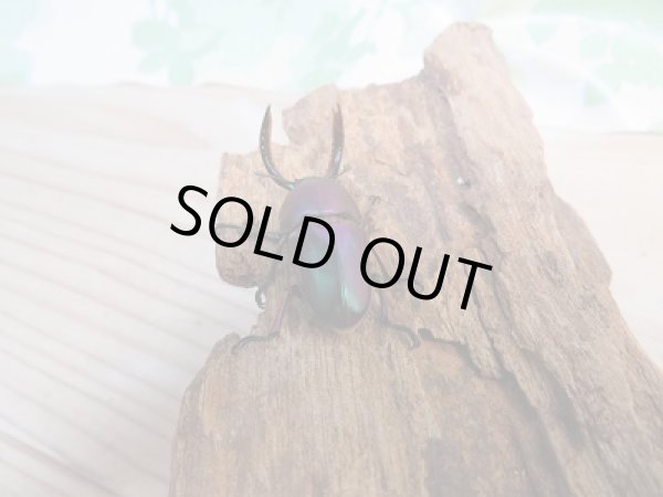 画像3: 新成虫☆パプアキンイロクワガタ（♂マジョーラ♀パープル）♂37ミリ♀フリーサイズペア販売！！ (3)