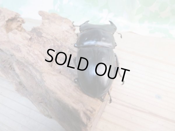 画像3: ☆F5☆極太！ホペイオオクワガタ♂74.5ミリ♀46ミリペア販売！！ (3)