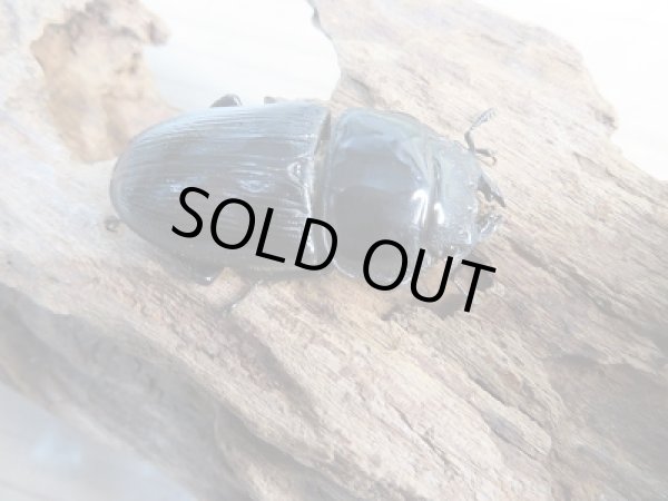 画像4: ☆F5☆極太！ホペイオオクワガタ♂74.5ミリ♀46ミリペア販売！！ (4)