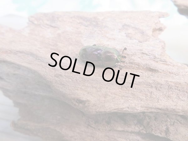 画像4: 新成虫☆パプアキンイロクワガタ（♂グリーン・パープル系♀レッド系）♂37ミリ♀フリーサイズペア販売！！ (4)