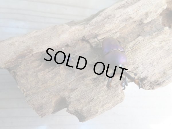 画像5: 新成虫☆パプアキンイロクワガタ（♂マジョーラ♀パープル）♂37ミリ♀フリーサイズペア販売！！ (5)