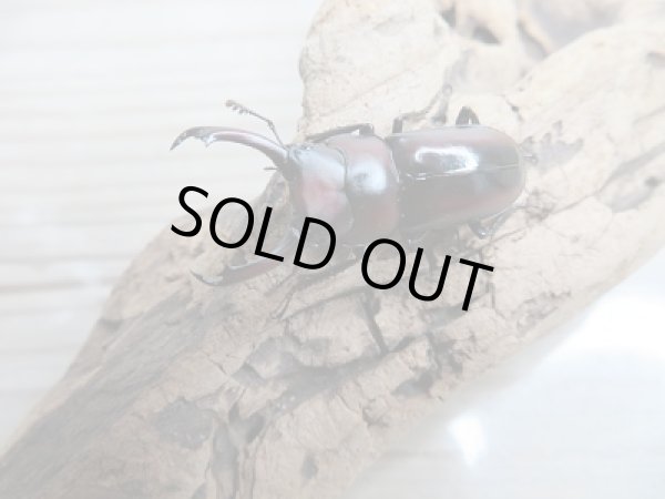 画像2: ☆WF2☆ドルクスモーレンカンプ(モーレンカンプコクワガタ)初二令幼虫3頭セット販売!! (2)