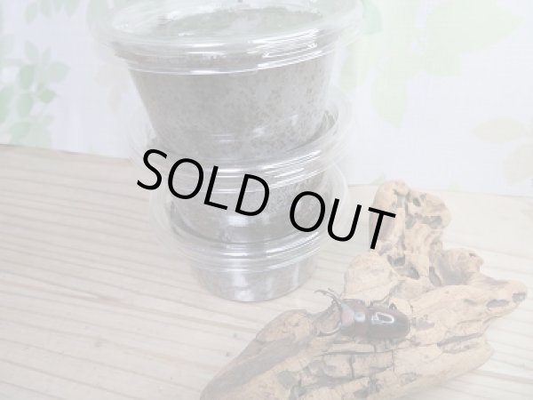 画像3: ☆WF2☆ドルクスモーレンカンプ(モーレンカンプコクワガタ)初二令幼虫3頭セット販売!! (3)