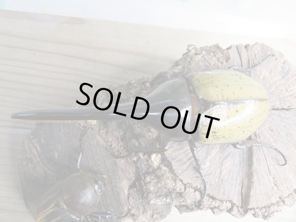 画像2: ☆新成虫☆D.H.ヘラクレス♂124ミリ♀61ミリ別血統ペア販売!! (2)