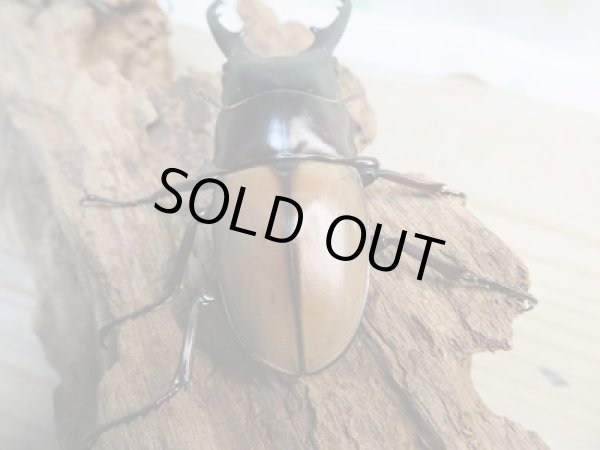 画像3: 新成虫☆F6☆ラフェルトノコギリクワガタ♂69ミリ♀45ミリペア販売！！ (3)