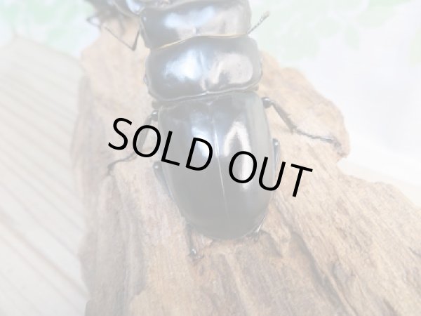 画像3: 新成虫☆F2☆アンタエウスオオクワガタ（インドアンテ）♂72ミリ♀47ミリペア販売！！ (3)