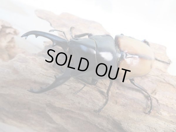 画像2: 新成虫☆F6☆ラフェルトノコギリクワガタ♂72ミリ♀45ミリペア販売！！ (2)