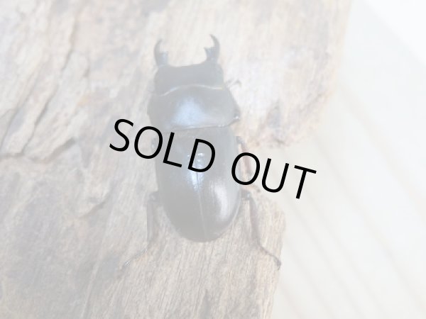 画像3: 新成虫☆F6☆バンダヒラタクワガタ(バンダエンシス)♂♀フリーサイズペア販売!! (3)