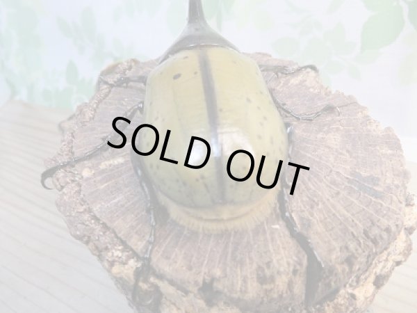 画像3: ☆新成虫☆D.H.ヘラクレス♂94ミリ♀60ミリ別血統ペア販売!! (3)