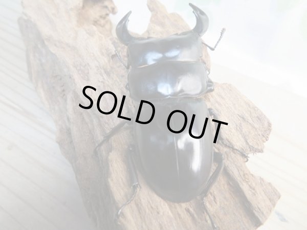 画像3: 新成虫☆F2☆アンタエウスオオクワガタ（インドアンテ）♂76ミリ♀47ミリペア販売！！ (3)