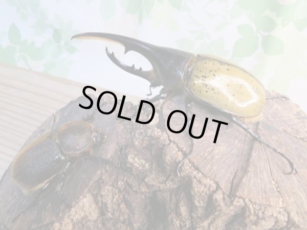 画像5: ☆新成虫☆D.H.ヘラクレス♂124ミリ♀61ミリ別血統ペア販売!! (5)