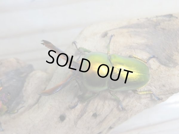 画像2: 新成虫！ラトレイユキンイロクワガタ♂36ミリ♀フリーサイズ＋♀フリーサイズ計3頭トリオ販売！！ (2)