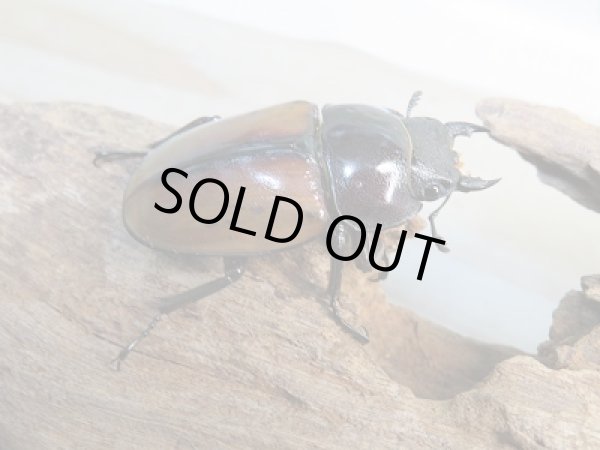 画像4: 新成虫☆F6☆ラフェルトノコギリクワガタ♂75ミリ♀45ミリペア販売！！ (4)