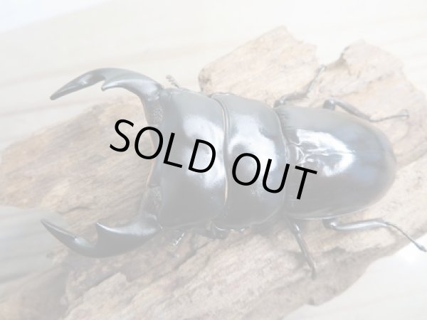 画像2: 新成虫☆F2☆アンタエウスオオクワガタ（インドアンテ）♂76ミリ♀47ミリペア販売！！ (2)