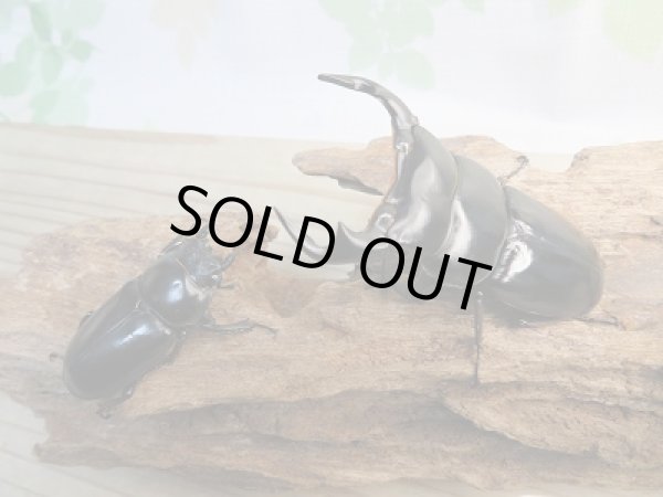 画像5: 新成虫☆F2☆アンタエウスオオクワガタ（インドアンテ）♂72ミリ♀47ミリペア販売！！ (5)