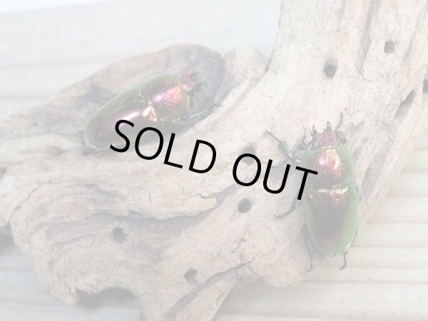 画像4: 新成虫！ラトレイユキンイロクワガタ♂37ミリ♀フリーサイズ＋♀フリーサイズ計3頭トリオ販売！！ (4)