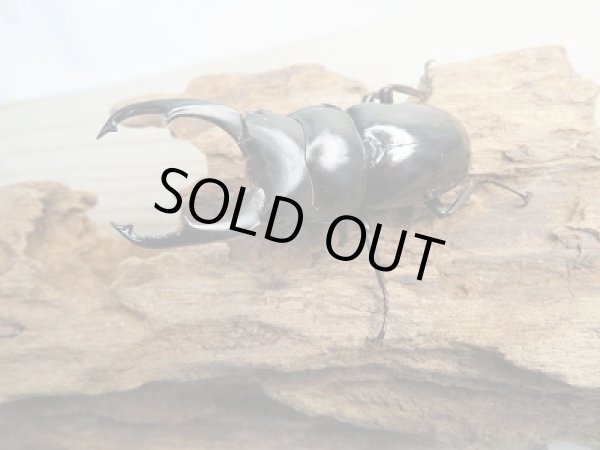 画像2: ☆ネパール・トゥリスリ産☆ネパレンシスコクワガタ(ネパールコクワ)初二令幼虫4頭セット販売!! (2)