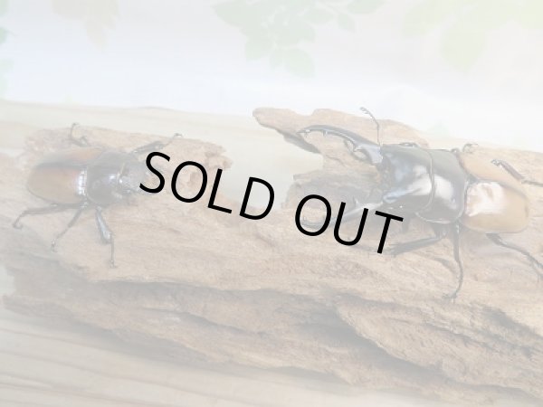 画像5: 新成虫☆F6☆ラフェルトノコギリクワガタ♂72ミリ♀45ミリペア販売！！ (5)