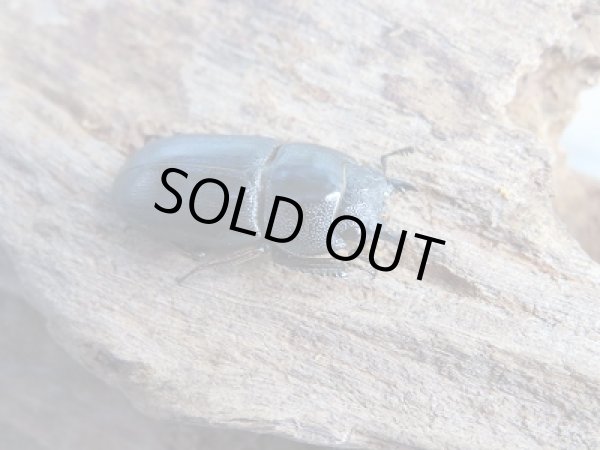 画像4: 新成虫☆F6☆バンダヒラタクワガタ(バンダエンシス)♂♀フリーサイズペア販売!! (4)