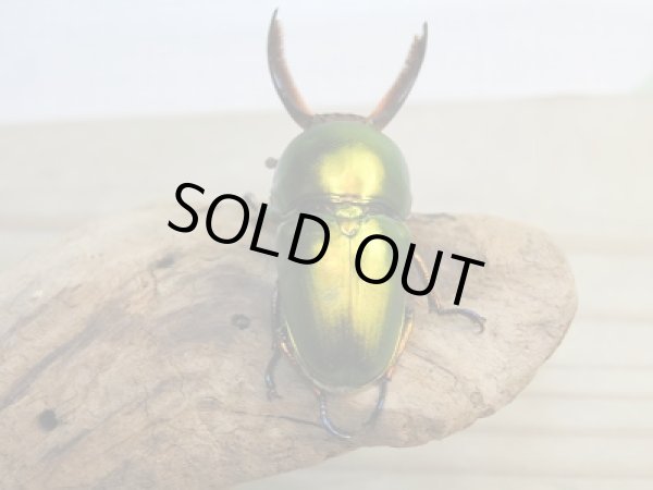 画像3: 新成虫！ラトレイユキンイロクワガタ♂37ミリ♀フリーサイズ＋♀フリーサイズ計3頭トリオ販売！！ (3)