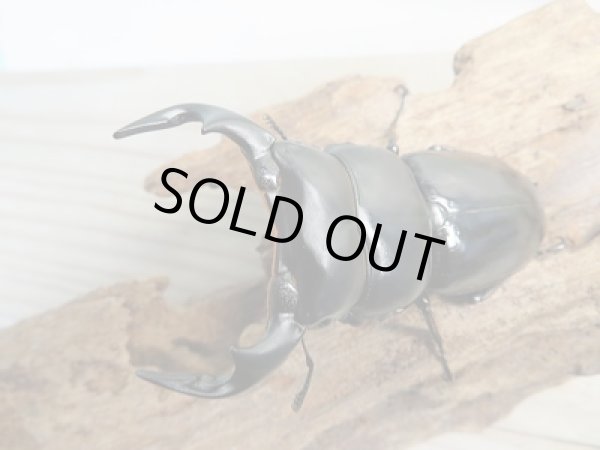 画像2: 新成虫☆F2☆アンタエウスオオクワガタ（インドアンテ）♂72ミリ♀47ミリペア販売！！ (2)