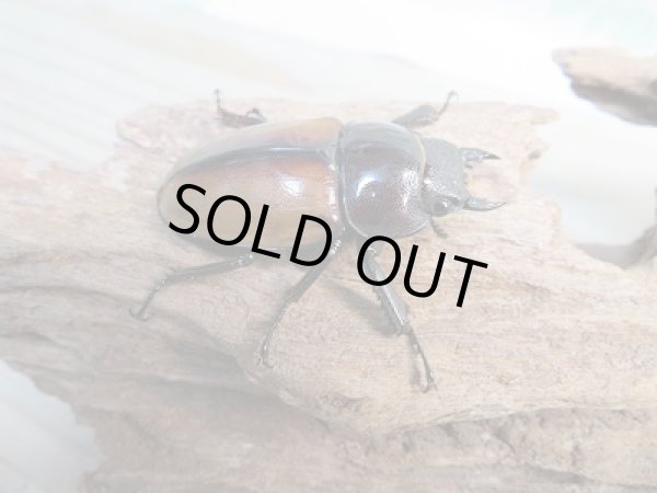 画像4: 新成虫☆F6☆ラフェルトノコギリクワガタ♂72ミリ♀45ミリペア販売！！ (4)