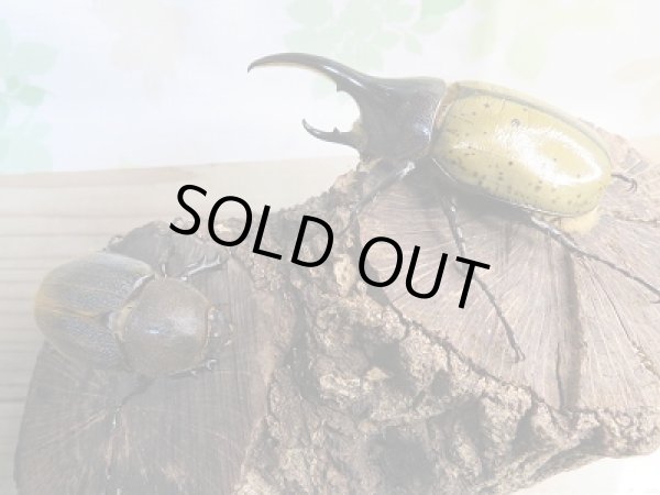 画像5: ☆新成虫☆D.H.ヘラクレス♂94ミリ♀60ミリ別血統ペア販売!! (5)