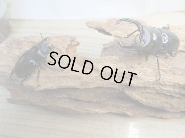 画像3: ☆ネパール・トゥリスリ産☆ネパレンシスコクワガタ(ネパールコクワ)初二令幼虫4頭セット販売!! (3)