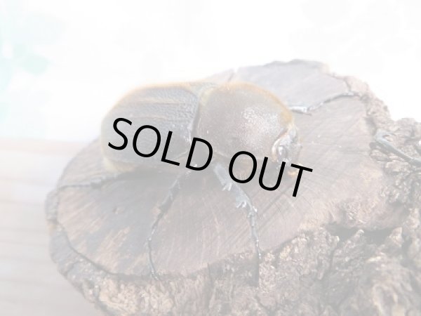 画像4: ☆新成虫☆D.H.ヘラクレス♂124ミリ♀61ミリ別血統ペア販売!! (4)