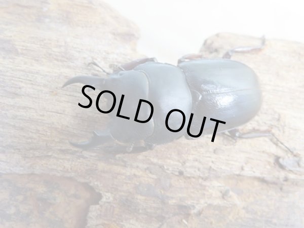 画像2: 新成虫☆F6☆バンダヒラタクワガタ(バンダエンシス)♂♀フリーサイズペア販売!! (2)