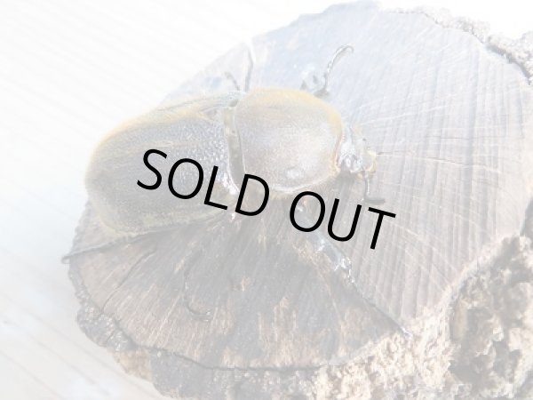 画像4: ☆新成虫☆D.H.ヘラクレス♂94ミリ♀60ミリ別血統ペア販売!! (4)