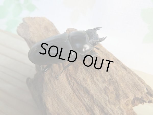 画像4: 新成虫☆F2☆アンタエウスオオクワガタ（インドアンテ）♂76ミリ♀47ミリペア販売！！ (4)